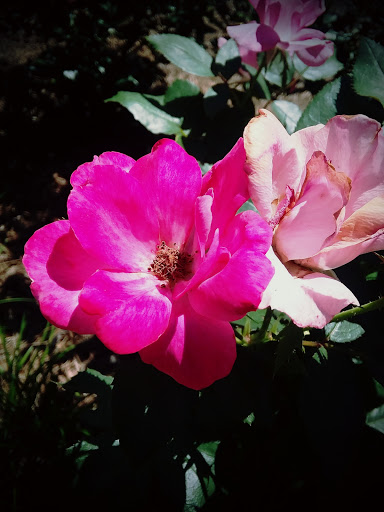 Park «Roswell Area Park», reviews and photos, 10495 Woodstock Rd, Roswell, GA 30075, USA