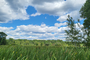 Arlington's Great Meadows