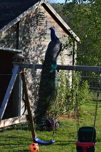 La Petite Bray'tagne à Blacourt