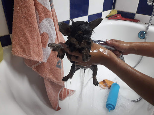 Clínica Veterinaria Godino en Málaga