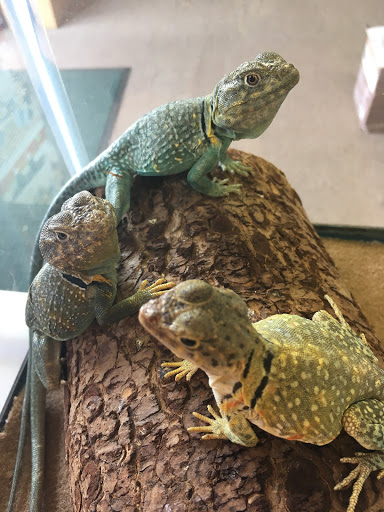 Pet Store «Petfection Exotic Pet Specialist», reviews and photos, 2989 PA-611 Suite 102, Tannersville, PA 18372, USA