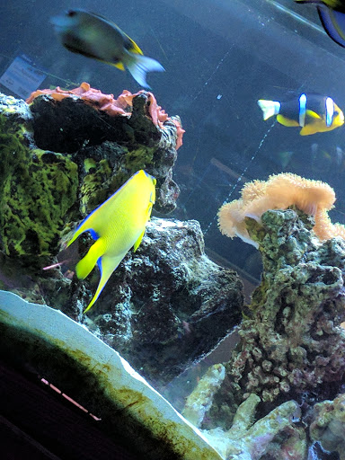 Pet Store «Animal Attraction», reviews and photos, 2518 11th Ave, Greeley, CO 80631, USA