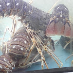 Photo n°6 de l'avis de Princesse.r fait le 07/08/2021 à 22:57 sur le  Alguer Mia – Restaurant i pizzeria à Alghero