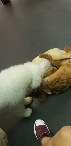 Pet Supply Store «Dogology», reviews and photos, 166 Albany Turnpike, Canton, CT 06019, USA