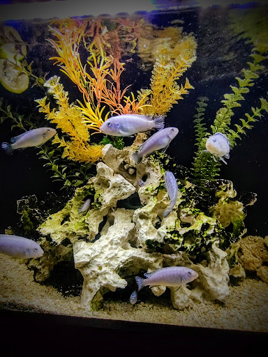 Pet Supply Store «PetSmart», reviews and photos, 211 W Alexander St A, Plant City, FL 33563, USA