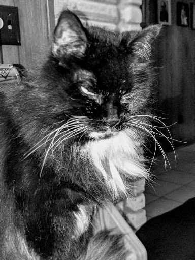 Pet Supply Store «Pet Supermarket», reviews and photos, 2090 E Arapaho Rd, Richardson, TX 75081, USA