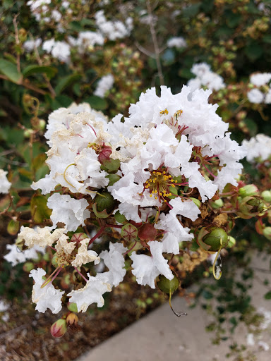 Park «The Crape Myrtle Trails of McKinney», reviews and photos, 6452 Collin McKinney Pkwy, McKinney, TX 75070, USA