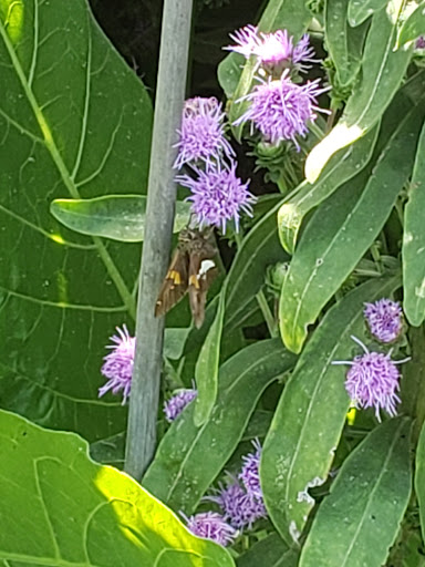 Museum «Morven Museum & Garden», reviews and photos, 55 Stockton St, Princeton, NJ 08540, USA