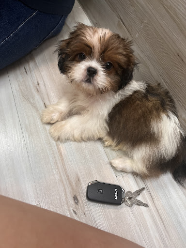 Pet Supply Store «Petland Dallas», reviews and photos, 11909 Preston Rd, Dallas, TX 75230, USA