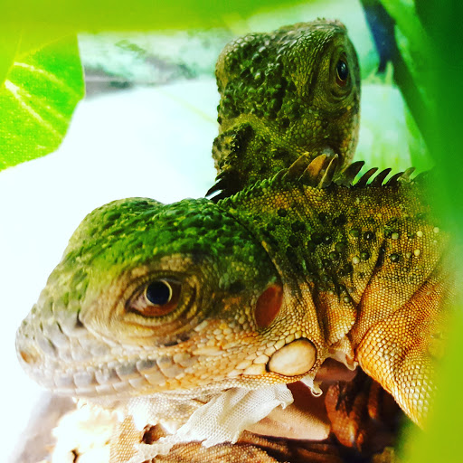 Pet Supply Store «Petco Animal Supplies», reviews and photos, 280 Kensington Blvd, Slidell, LA 70458, USA