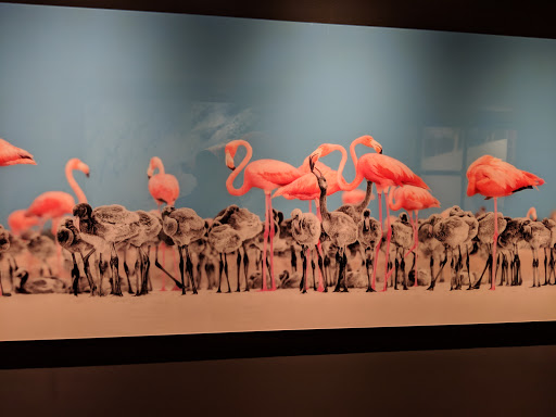 Art Gallery «National Geographic | Fine Art Galleries», reviews and photos, 607 E Las Olas Blvd, Fort Lauderdale, FL 33301, USA