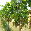 Rogers Ford Farm Winery