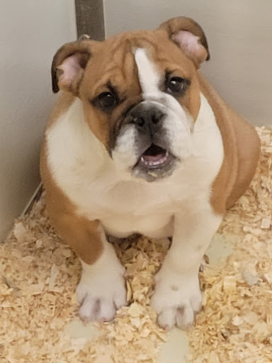 Pet Store «Yuppy Puppy Pet Shop», reviews and photos, 292 Frantz Rd, Stroudsburg, PA 18360, USA