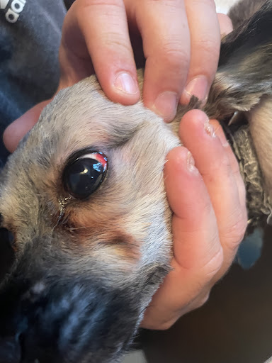 Pet Supply Store «Pet Supplies Plus», reviews and photos, 4405 Milestrip Rd, Blasdell, NY 14219, USA