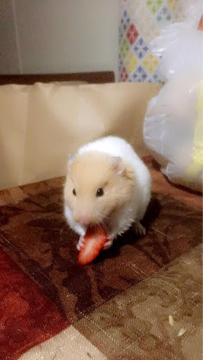 Pet Supply Store «PetSmart», reviews and photos, 421 Commerce Dr, Victor, NY 14564, USA