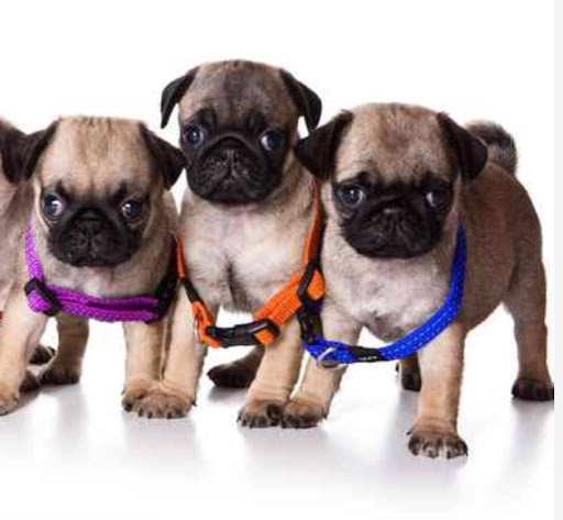 Pet Store «Pet Express», reviews and photos, 100 Independence Way, Danvers, MA 01923, USA