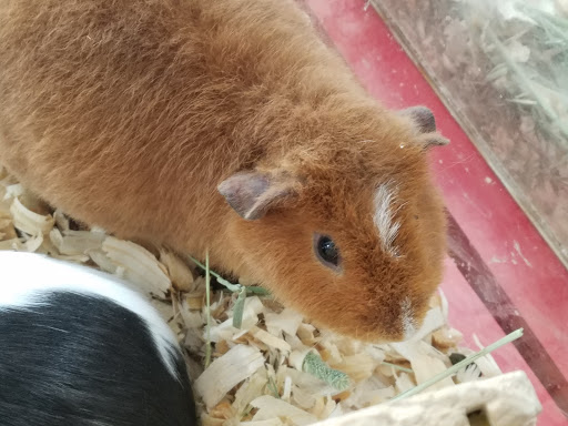 Pet Supply Store «Pet Quarters», reviews and photos, 486 Payne Rd, Scarborough, ME 04074, USA