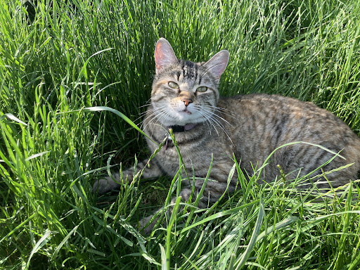 Polo Veterinary Clinic image