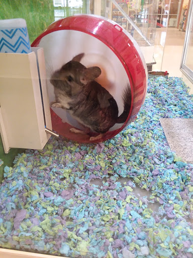 Pet Supply Store «PetSmart», reviews and photos, 6535 Frontier Dr, Springfield, VA 22150, USA
