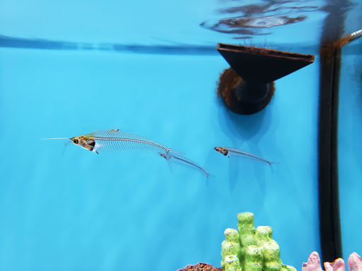 Pet Supply Store «Pet Supplies Plus», reviews and photos, 4024 Bethlehem Pike, Telford, PA 18969, USA