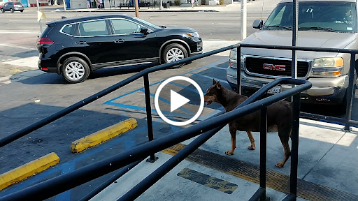 Pet Supply Store «Pet Care Inc.», reviews and photos, 2500 East Cesar E Chavez Avenue, Los Angeles, CA 90033, USA