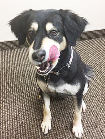 Mitsubishi Dealer «Matt Blatt Mitsubishi», reviews and photos, 501 Delsea Dr, Glassboro, NJ 08028, USA