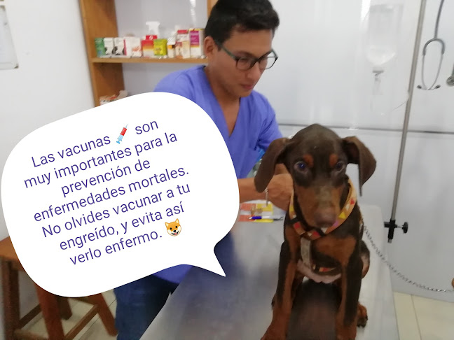 Veterinaria Huellitas - Veterinario