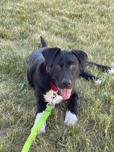 Pet Supply Store «Pet Supplies Plus», reviews and photos, 3060 N Lewis Ave, Waukegan, IL 60087, USA