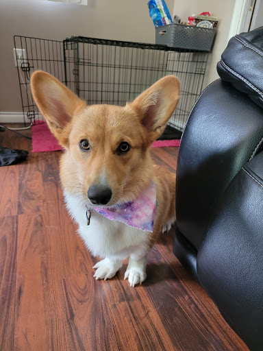 Pet Supply Store «Pet Supplies Plus», reviews and photos, 22124 Ecorse Rd, Taylor, MI 48180, USA