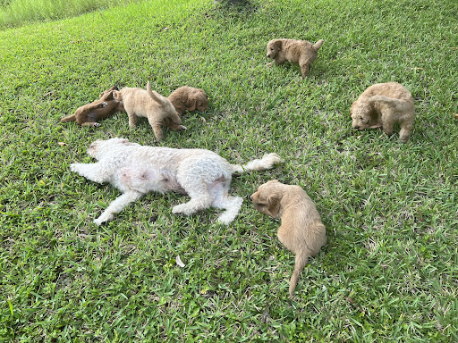 Pembroke Pines Animal Hospital image