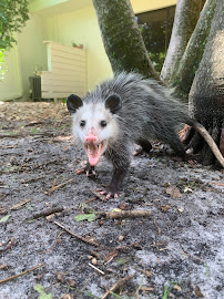 Animal Rangers, Pest Control & Animal Removal - Photo 5 - Car repair in Pembroke Pines, FL, Miami