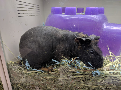 Pet Supply Store «Pet Supplies Plus», reviews and photos, 1137 Annapolis Rd, Odenton, MD 21113, USA