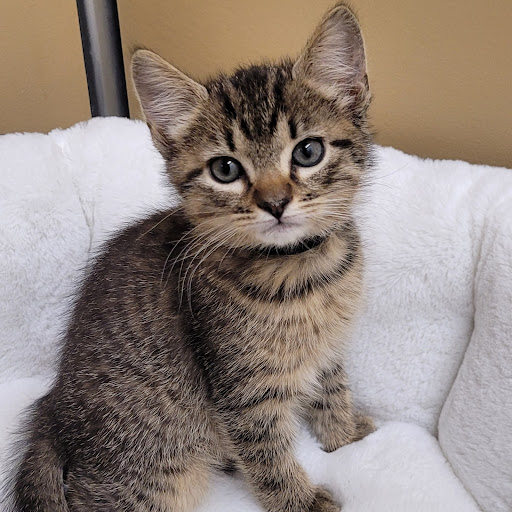 Pet Store «PV Pets», reviews and photos, 233 S Broadway, Pennsville, NJ 08070, USA