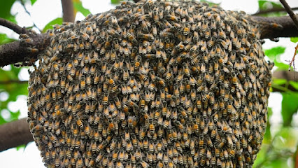 bee swarm removal niagara