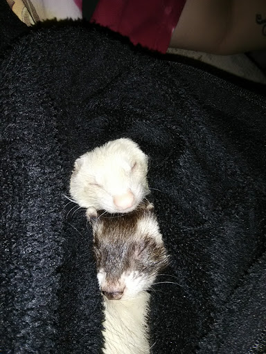 Pet Supply Store «Pet Supplies Plus», reviews and photos, 175 Memorial Ave, West Springfield, MA 01089, USA