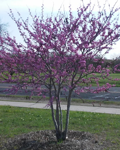 City Park «Shearer Hills/Ridgeview Walking Trail - Olmos Basin Park», reviews and photos, 101 Jackson Keller Rd, San Antonio, TX 78216, USA