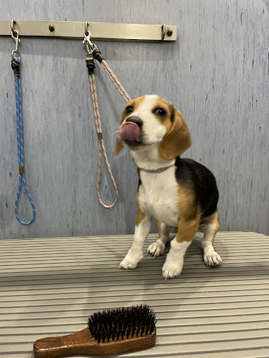 Pensioni per cani e dog hotel a Funny Pet San Pietro Clarenza - Negozio per animali e Toelettatura