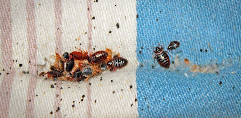 AZEX Pest Solutions - Bed Bug Treatments