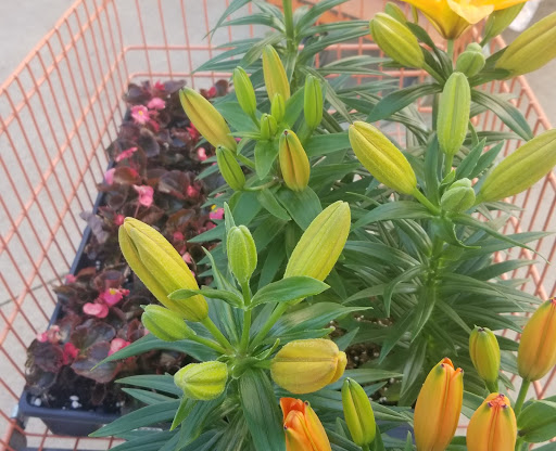 Home Improvement Store «The Home Depot», reviews and photos, 924 Dawsonville Hwy, Gainesville, GA 30501, USA