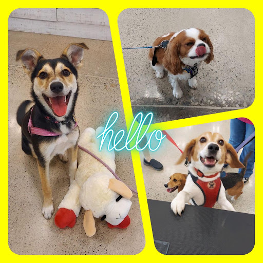 Pet Store «Premier Pet Supply», reviews and photos, 47810 Grand River Ave, Novi, MI 48374, USA