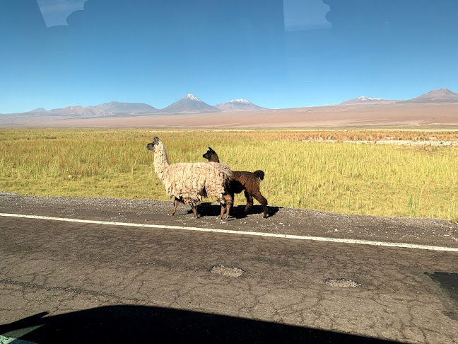 Comentarios y opiniones de Atacama Connection