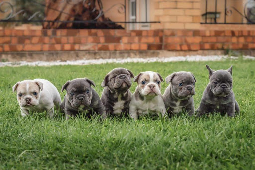French Bulldogs for Sale/Adoption| Legacy French Bulldog