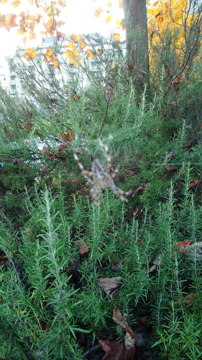 Park «Ballard Commons Park», reviews and photos, 5701 22nd Ave NW, Seattle, WA 98107, USA