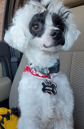 Pet Groomer «Doggie Style Bowtique», reviews and photos, 1713 Westport Rd, Kansas City, MO 64111, USA