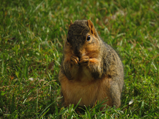 Camp «Howell Nature Center», reviews and photos, 1005 Triangle Lake Rd, Howell, MI 48843, USA