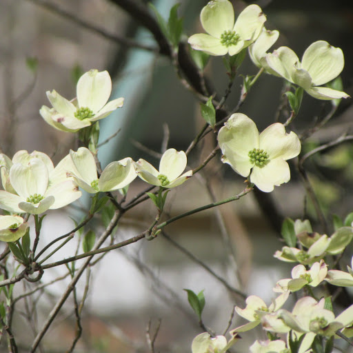 Bed & Breakfast «Red Leaf River Inn», reviews and photos, 146 Chestnut Walk Dr, Waynesville, NC 28786, USA