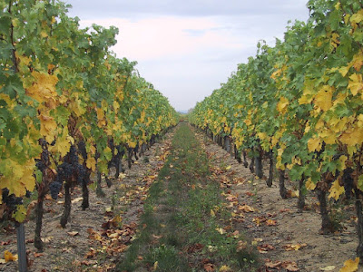 Domaine Hersard du Fondis à Saint-Nicolas-de-Bourgueil