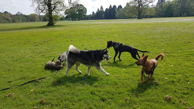Reviews of Cardiff Doggie Daycare Ltd in Cardiff - Dog trainer