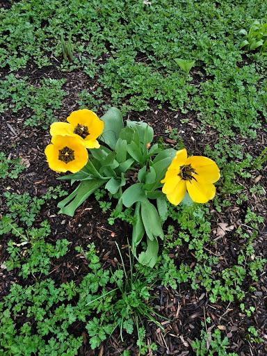 Park «Touhy Park», reviews and photos, 7348 N Paulina St, Chicago, IL 60626, USA