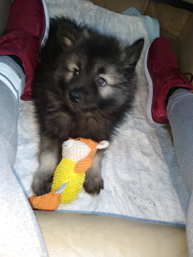 Pet Supply Store «Your Pet Experts», reviews and photos, 1665 State Hill Rd #490, Wyomissing, PA 19610, USA